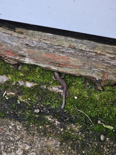 Viviparous Lizard
