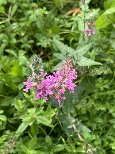 purple loosestrife