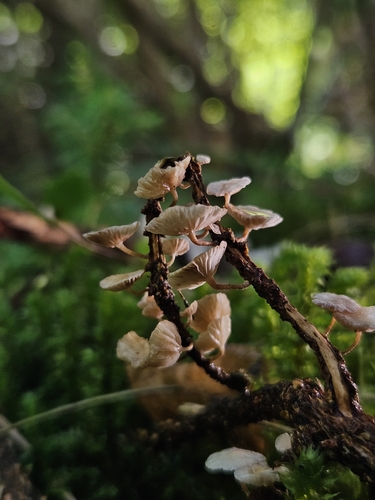 Twig Parachute