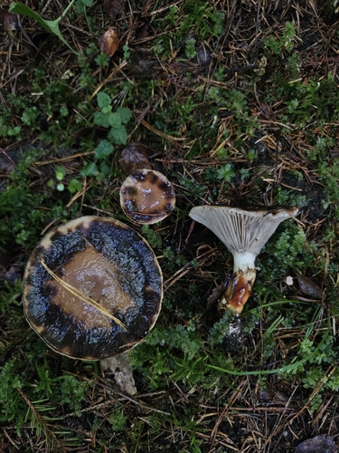 Slimy Spike