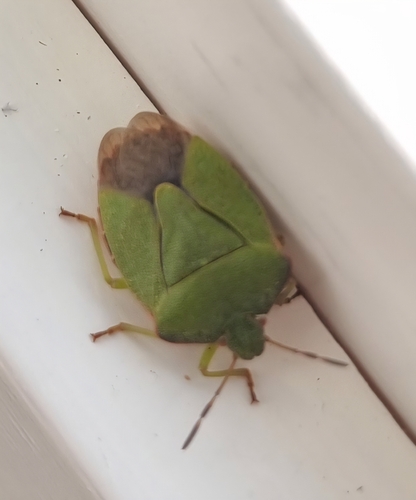 Green Shield Bug