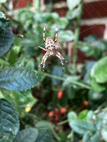Cross Orbweaver