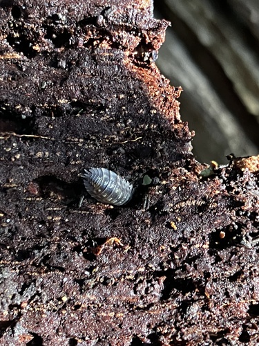 Common Shiny Woodlouse