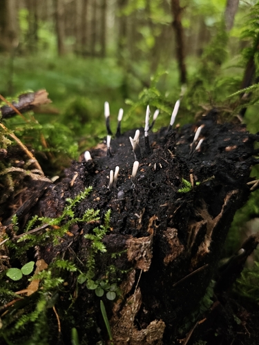 Candlesnuff Fungus