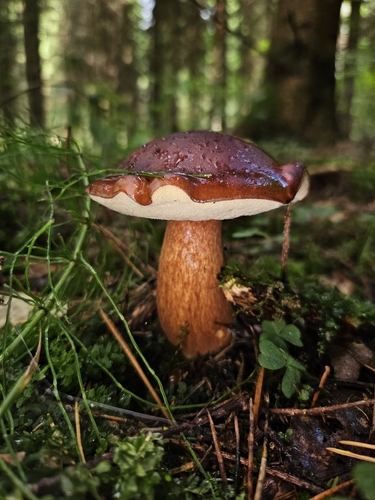 Bay Bolete