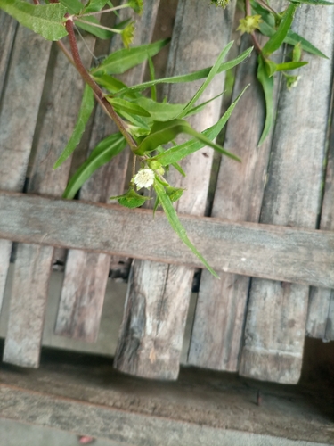 False Daisy
