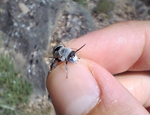 Amegilla albigena