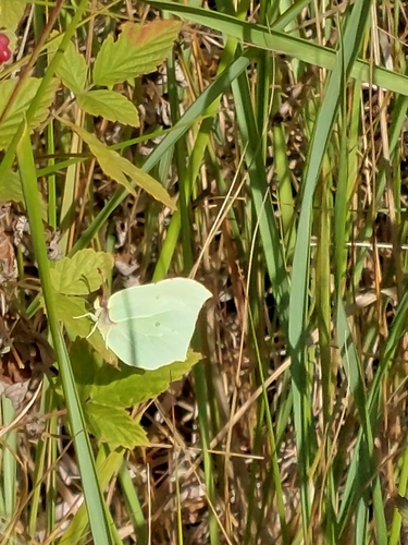 Common Brimstone