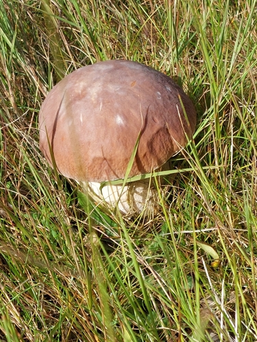 King Bolete