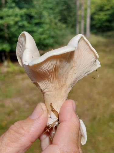 Sweetbread Mushroom