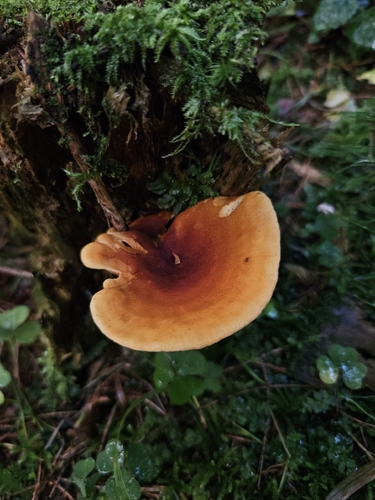 False Chanterelle