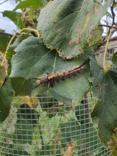 Rusty Tussock Moth