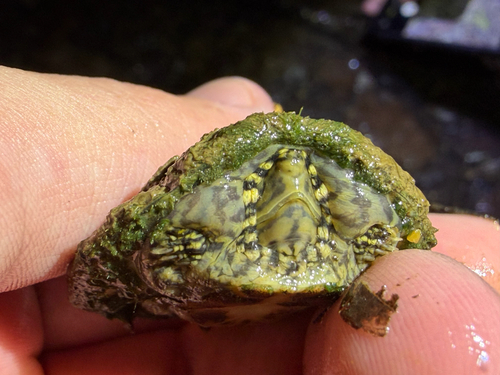 Stripe-necked Musk Turtle