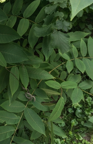 Наблюдение на iNaturalist