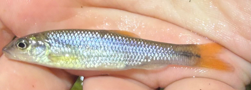 River Chub