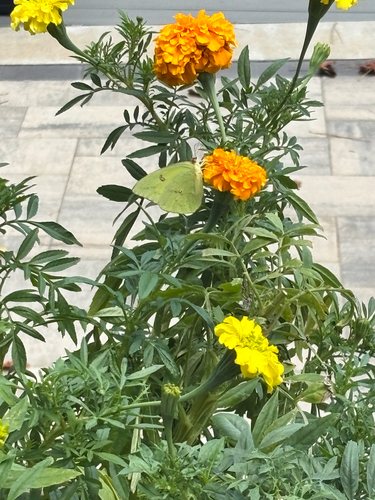 Cloudless Sulphur