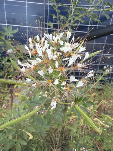 redwhisker clammyweed