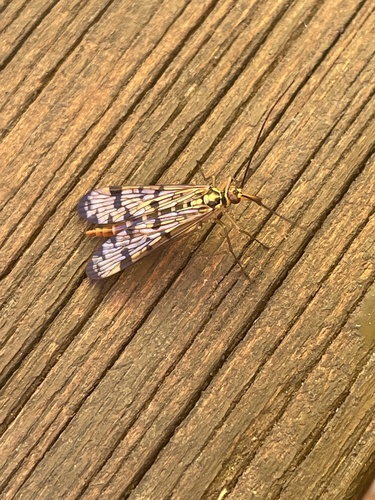 Common European Scorpionfly