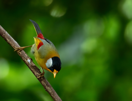 Silver-eared Mesia