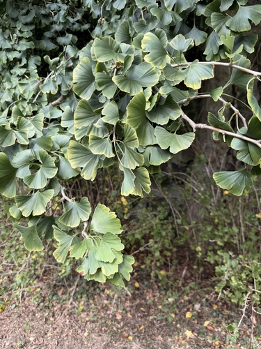 ginkgo