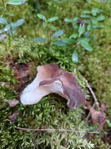 Toothed Jelly Fungus