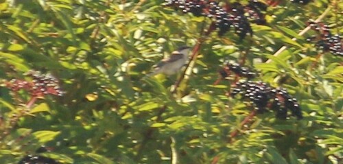 Lesser Whitethroat
