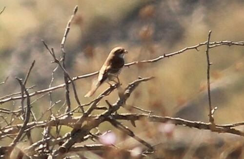 Red-backed Shrike