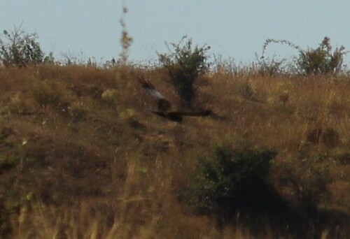 Western Marsh Harrier