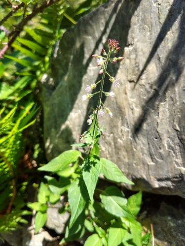 enchanter's-nightshade