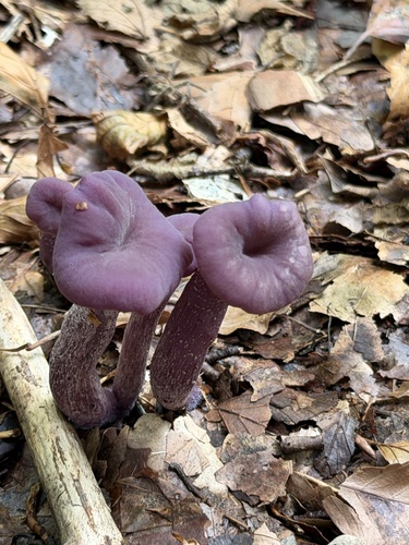 Amethyst Deceiver