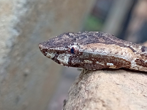 Hump-nosed Viper