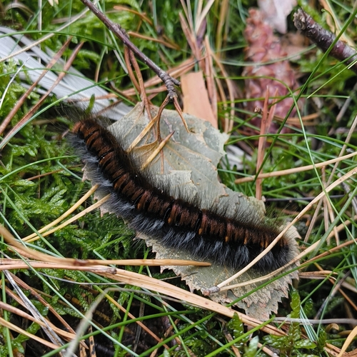 Fox Moth