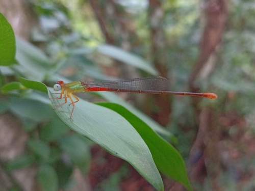 Orange-tailed Marsh Dart