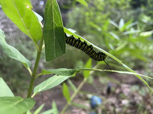Monarch
