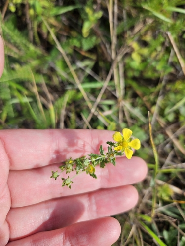 Silvery Cinquefoil