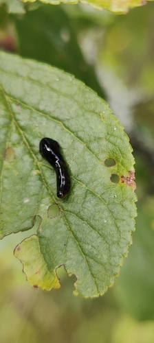 Cherry Slug Sawfly