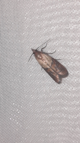 Indian-Meal Moth