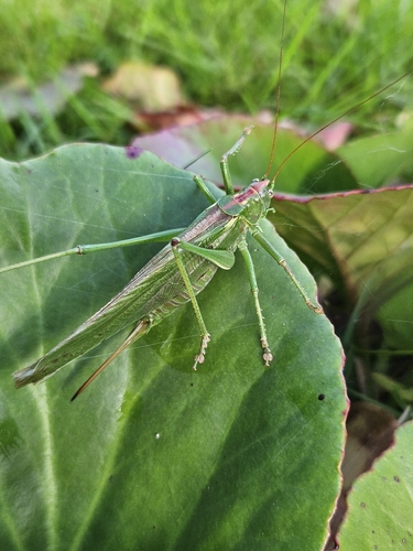 Great Green Bush-cricket
