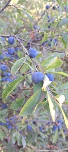 Blackthorn