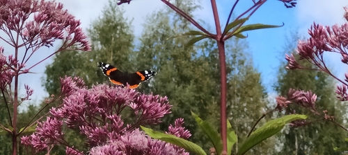 Red Admiral