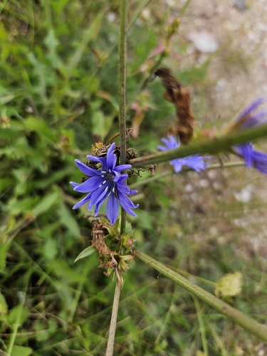 chicory