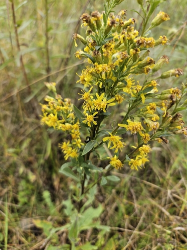 European goldenrod
