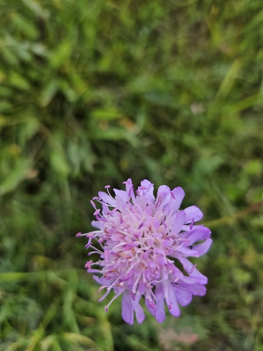 Field Scabious