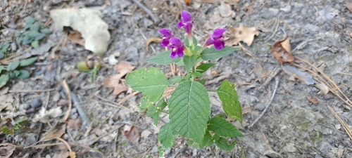 Hairy Hemp-nettle