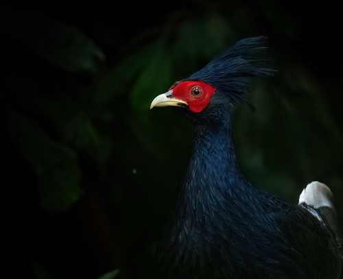 Kalij Pheasant