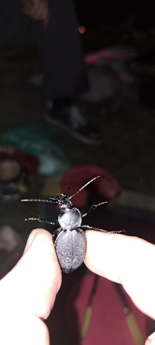 Leather Beetle