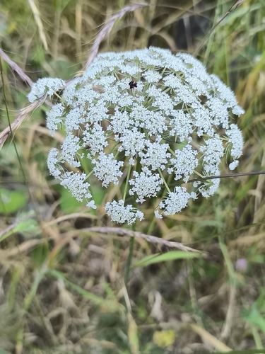 wild carrot