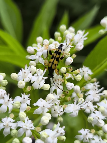 Spotted Longhorn Beetle