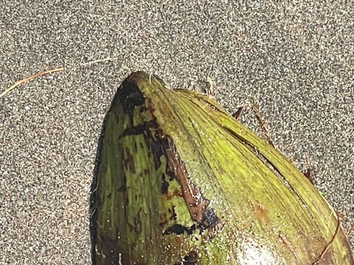coconut palm
