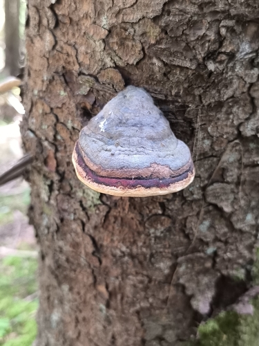 Red-banded Polypore